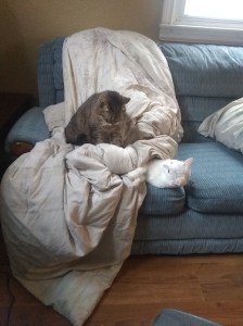 My cats Mea, and Chives.