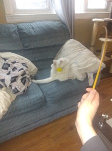 Chives playing with a feather toy.